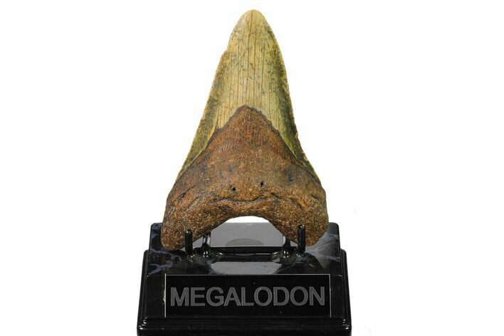 Fossil Megalodon Tooth - North Carolina #160999